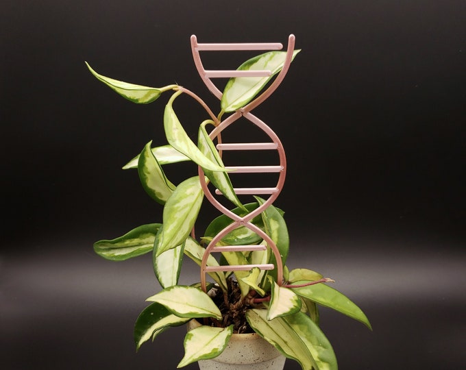 DNA Trellis: 3D Printed Plastic - Plant Support for Indoor Climbing Plants - Plant Lovers