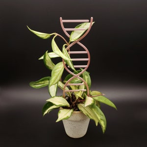 DNA Trellis for climbing plants 3D Printed Double Helix Trellis for indoor House Plants Science Chemistry Biology image 1