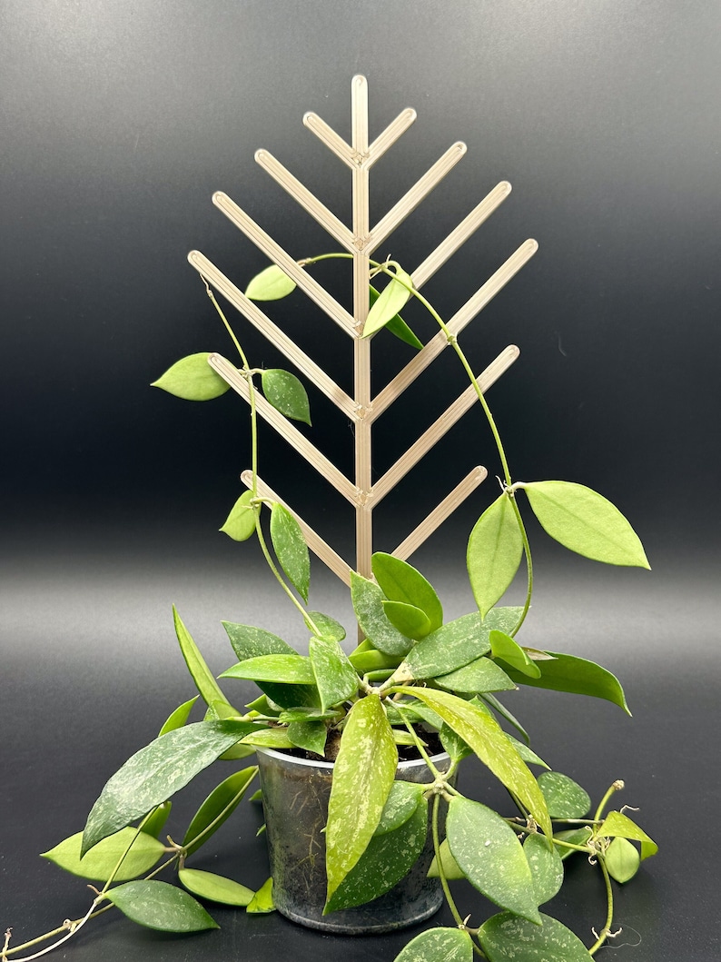 Modern Pine 3D-printed Trellis