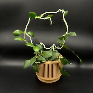 May include: A green plant with trailing vines growing in a brown planter. The plant is growing around a wire frame in the shape of a bird.