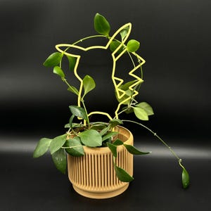 Peut inclure: Une plante verte poussant dans un pot de couleur brun clair avec un cadre en fil de fer jaune en forme de personnage de dessin animé.