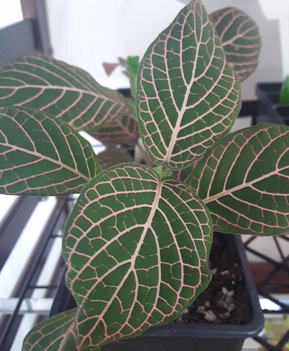 Red Vein Fittonia Nerve Plant Fittonia argyroneura 3 Etsy