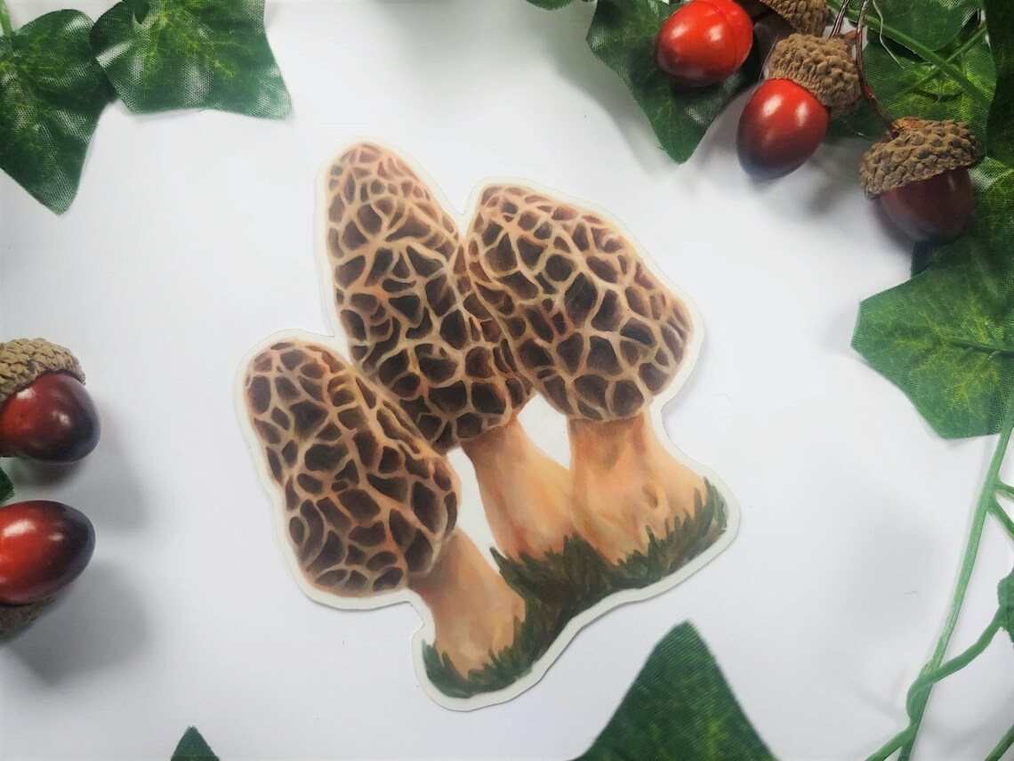 Morel Mushroom Sticker Fungi Sticker for Foragers, Nature Lovers and