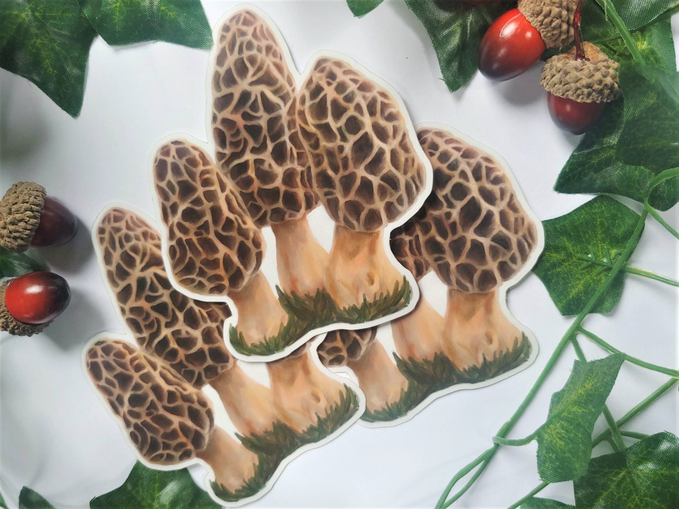 Morel Mushroom Sticker Fungi Sticker for Foragers, Nature Lovers and