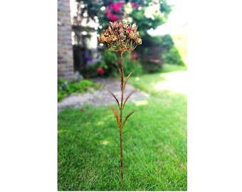 Garden plug rust flower Hydrangea 2