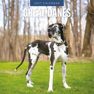May include: A 2027 calendar featuring a large harlequin Great Dane dog with black and white spotted fur. The dog wears a patterned collar and stands on green grass. The text 2027 CALENDAR and GREAT DANES is printed in white at the top.