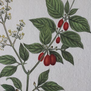 Set di 2 acquerelli botanici vintage su seta su carta giapponese fatta a mano dall'artista francese La Roche Laffitte, piante e foglie