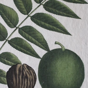 Set di 2 acquerelli botanici vintage su seta su carta giapponese fatta a mano dall'artista francese La Roche Laffitte, piante e foglie
