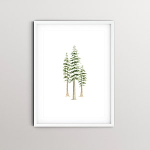 Redwood Trees Watercolor Art Print from an Original, Hand-painted watercolor painting of three redwood trees