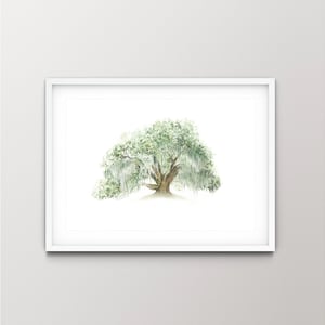 Oak Tree Watercolor Fine Art Print of an Original Watercolor Painting of a Southern Live Oak Tree