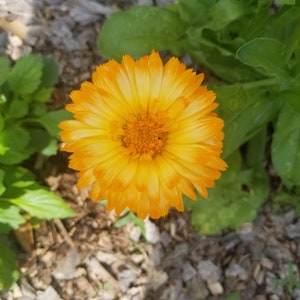 Calendula * Pot Marigold * Seeds 50+ * Yellow and Orange Mix