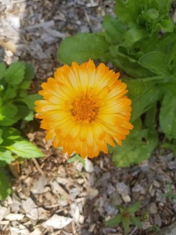 Calendula * Pot Marigold * Seeds 50+ * Yellow and Orange Mix