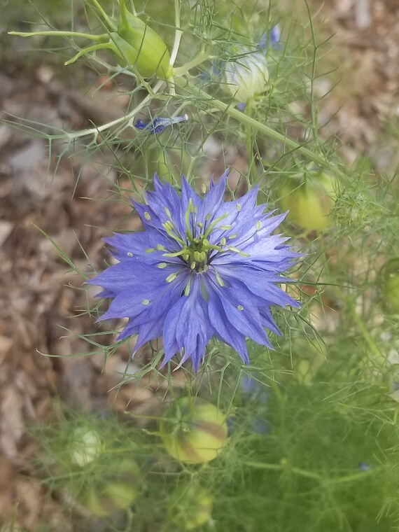Love-in-a-Mist Flower Seeds: Nigella Damascena, Self-Seeding Annual