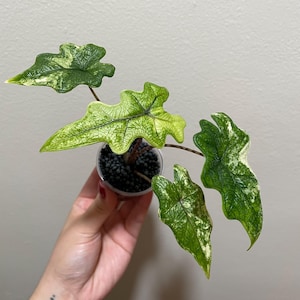 EXACT PLANT Variegated Alocasia Jacklyn - shipping Monday and Tuesday