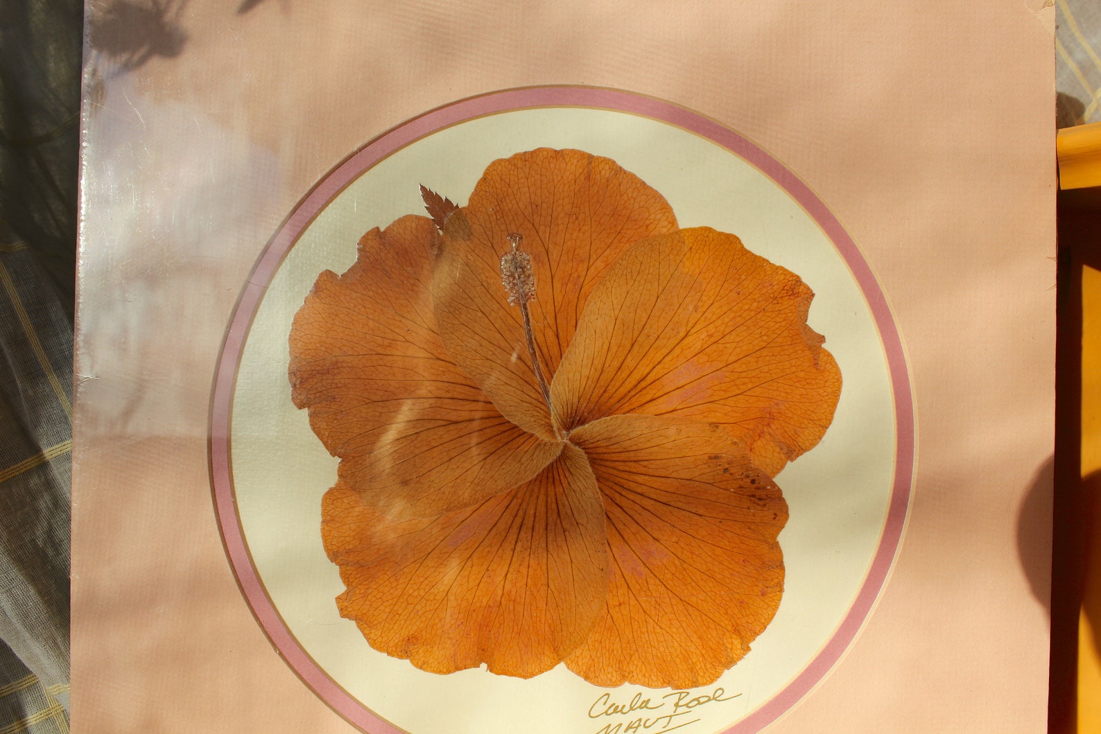 Pressed hibiscus pressed flower flower pressing preserved Etsy