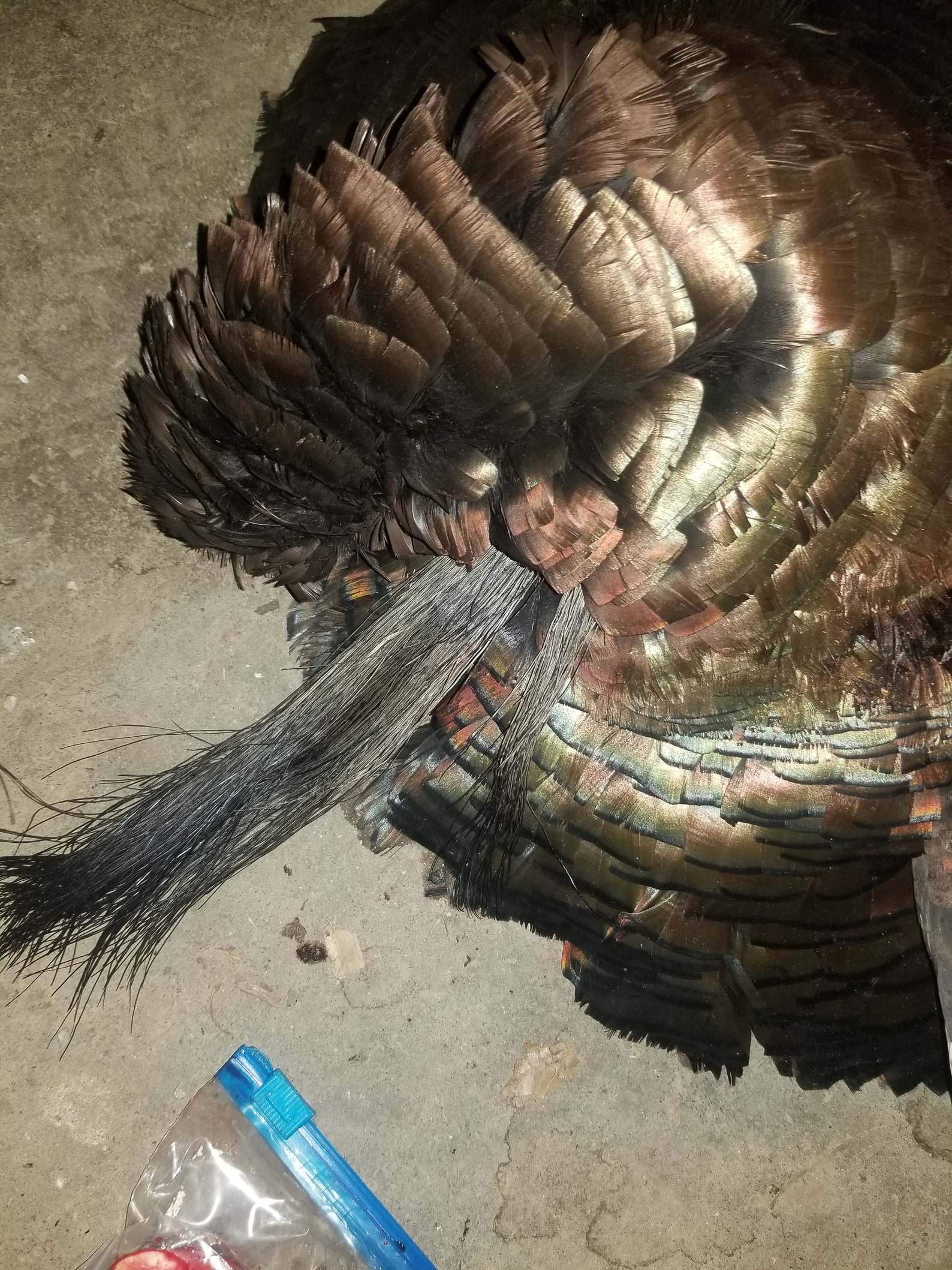 Full Double Beard Eastern Wild Turkey Skin Pelt for Etsy