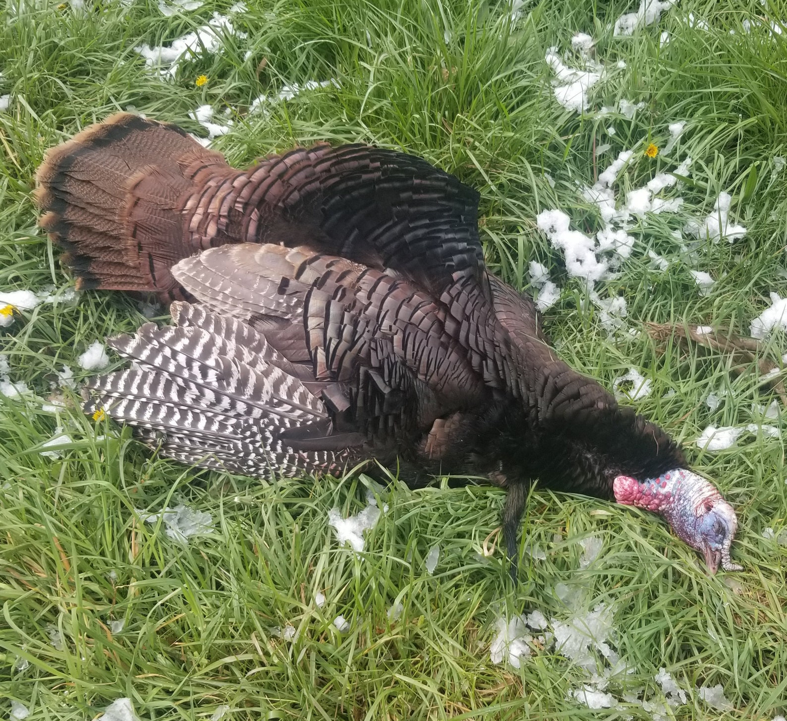 Full Double Beard Eastern Wild Turkey Skin Pelt for Etsy