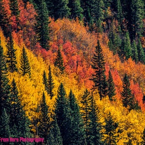 Impression de photographie de paysage d&#39;automne | Art mural | Décoration d&#39;intérieur | Photographie d&#39;Aspent | Colorado | Impression d&#39;arbre | Automne