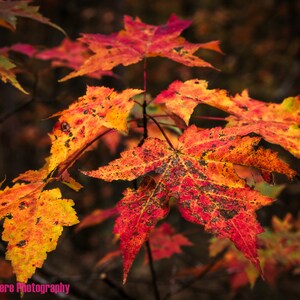 Autumn Photography Print | Wall Art | Home Décor | Nature Print | Fall Colors | Leaf Photography | Nature Photography