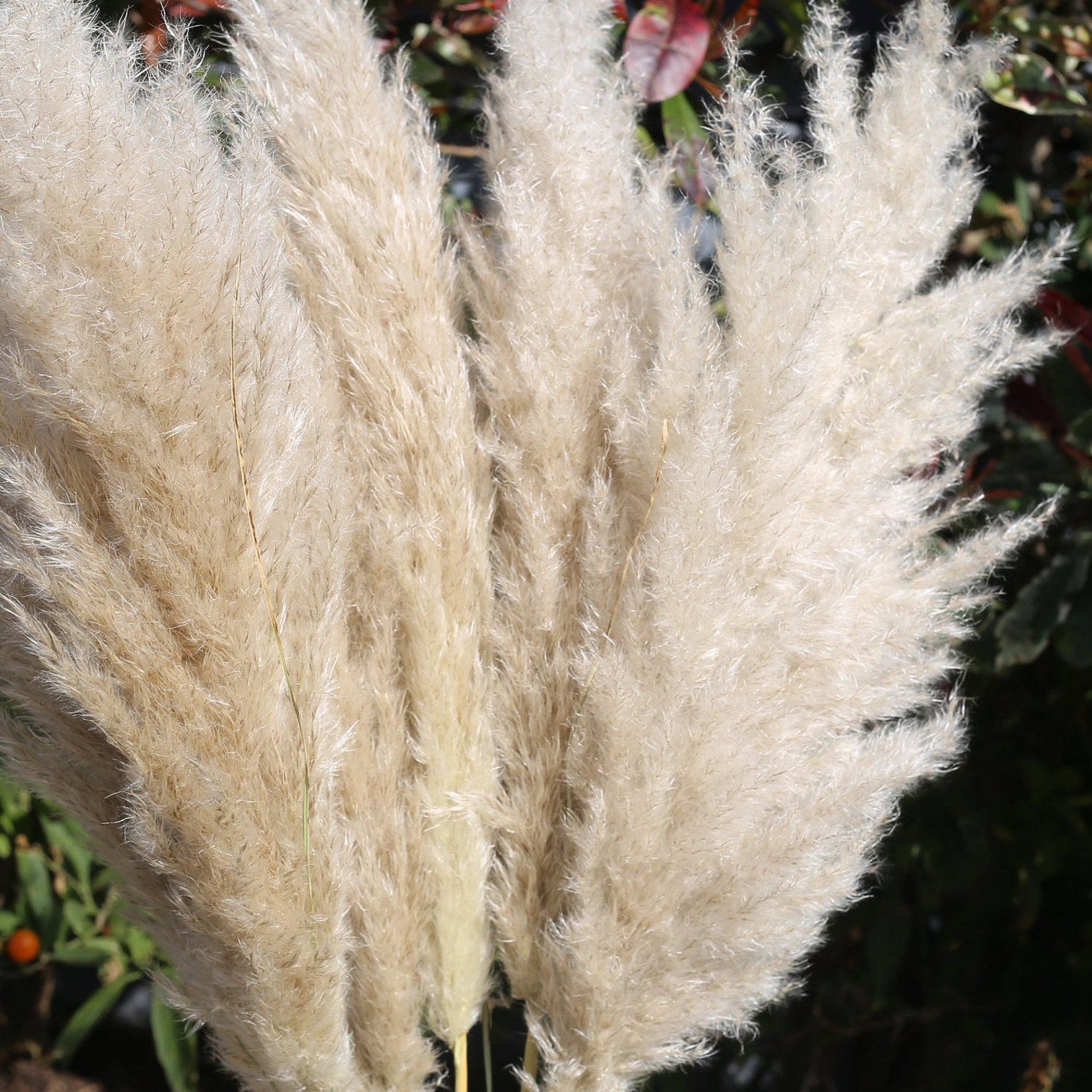 Tall Pampas Grass. 110cm Fluffy Pampas Grass. Birthday Gift. Etsy