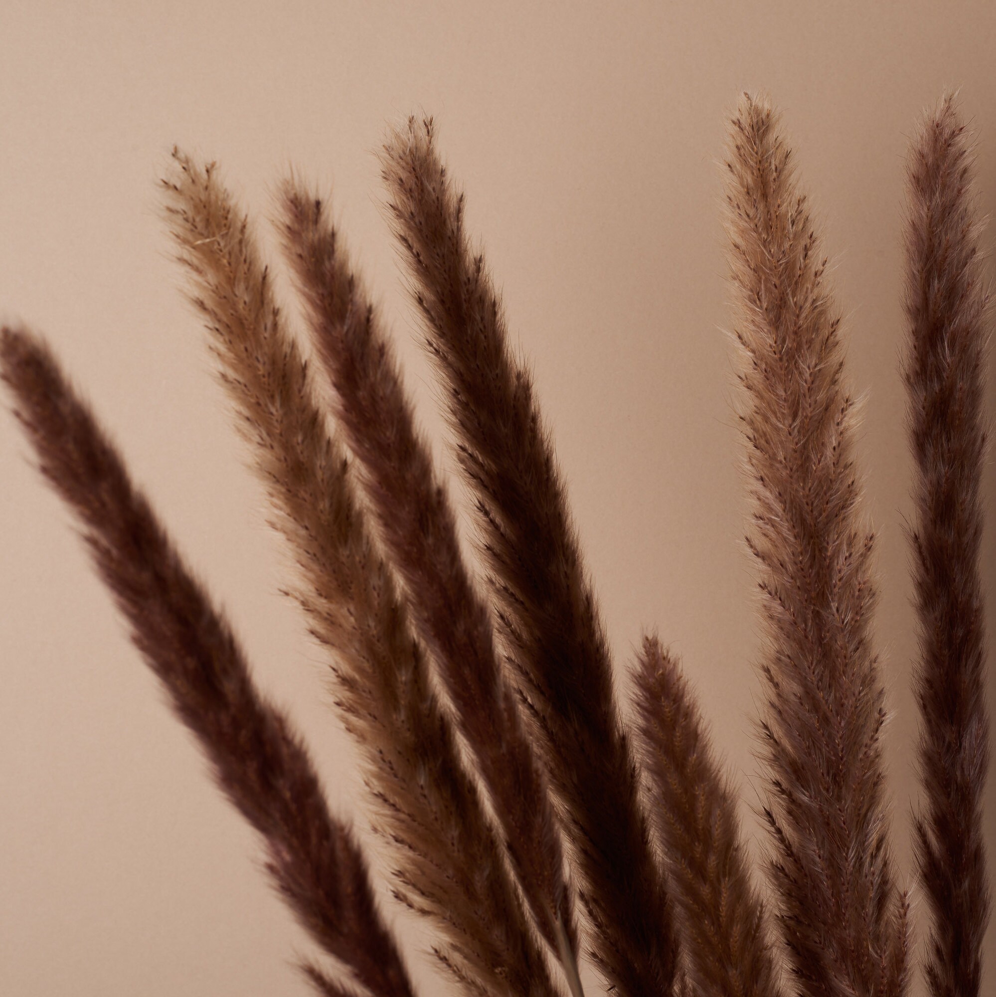 Pampas Grass Reed Bouquet Fluffy Pampas Reeds Dried Flower Etsy