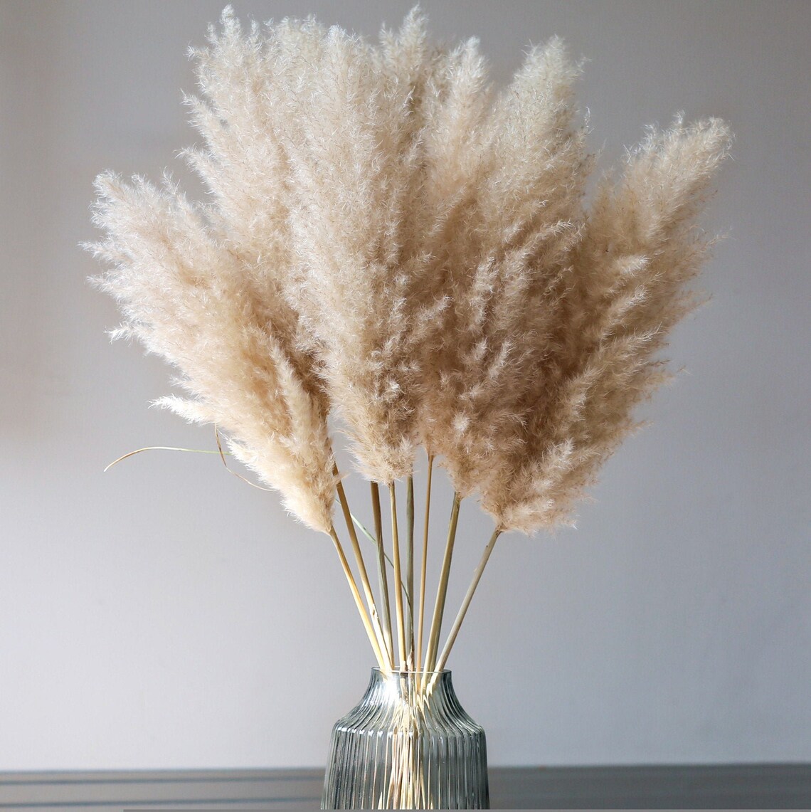 115cm XL Large Pampas Grass Fluffy Pampas Grass Stem Beige Etsy