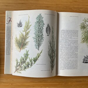 Vintage The Garden Flowers Book by Vladimir Molzer, How to Start a Garden, Garden Design, Flower Illustration, Plants, Rock Garden image 5