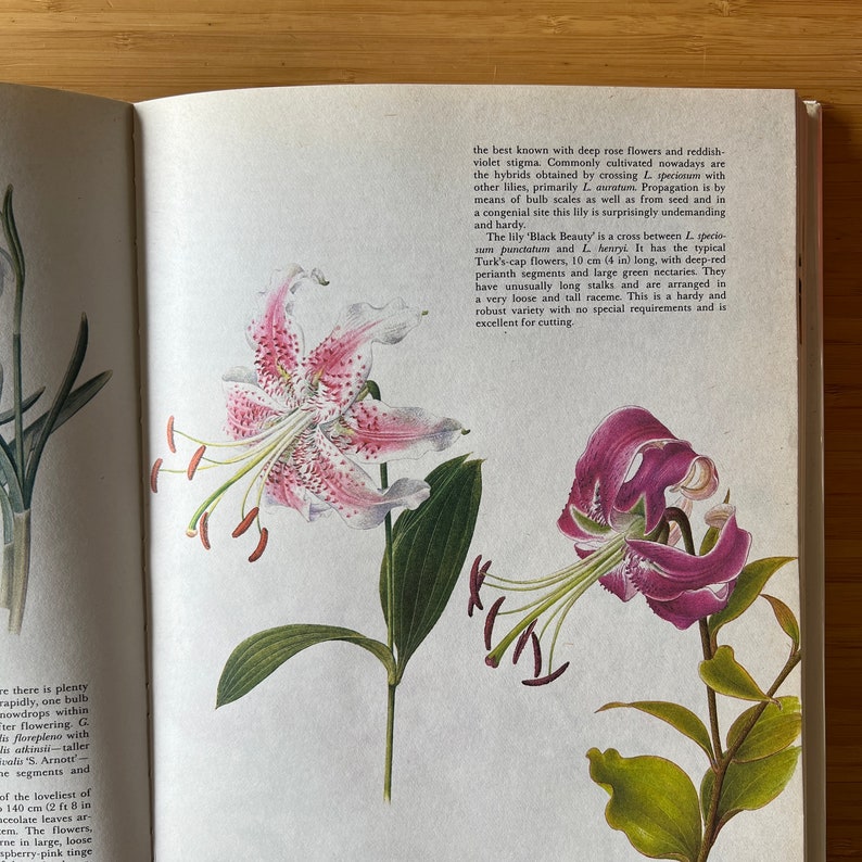 Vintage The Garden Flowers Book by Vladimir Molzer, How to Start a Garden, Garden Design, Flower Illustration, Plants, Rock Garden image 8