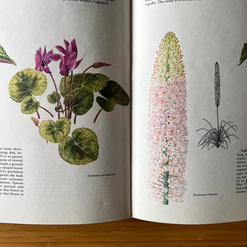 Vintage The Garden Flowers Book by Vladimir Molzer, How to Start a Garden, Garden Design, Flower Illustration, Plants, Rock Garden image 4