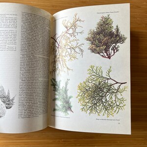 Vintage The Garden Flowers Book by Vladimir Molzer, How to Start a Garden, Garden Design, Flower Illustration, Plants, Rock Garden image 3
