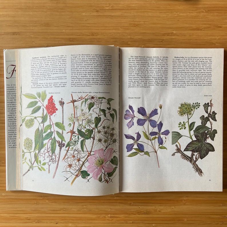 Vintage The Garden Flowers Book by Vladimir Molzer, How to Start a Garden, Garden Design, Flower Illustration, Plants, Rock Garden image 6