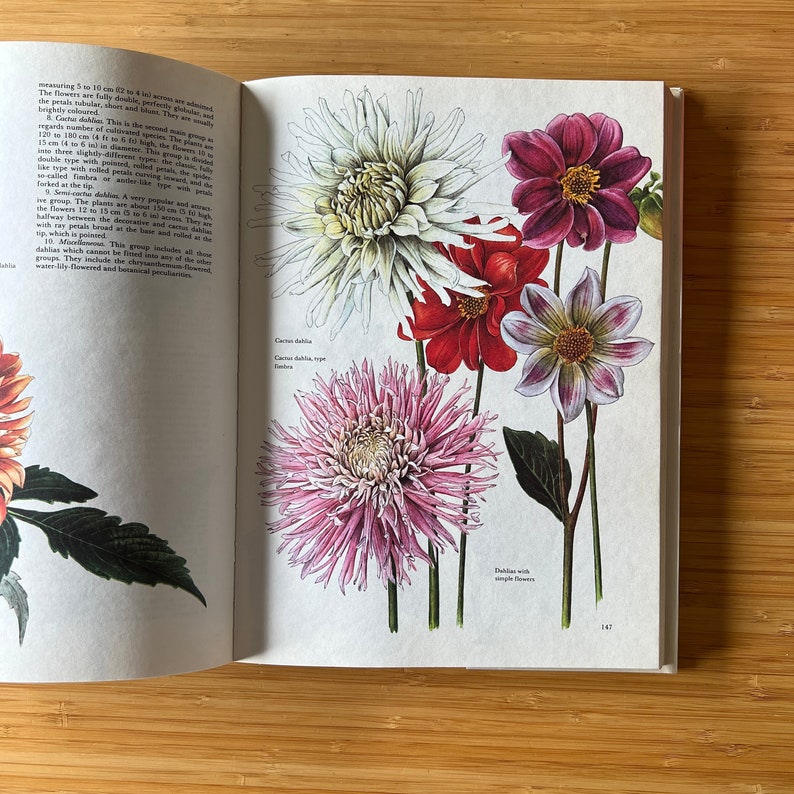Vintage The Garden Flowers Book by Vladimir Molzer, How to Start a Garden, Garden Design, Flower Illustration, Plants, Rock Garden image 9