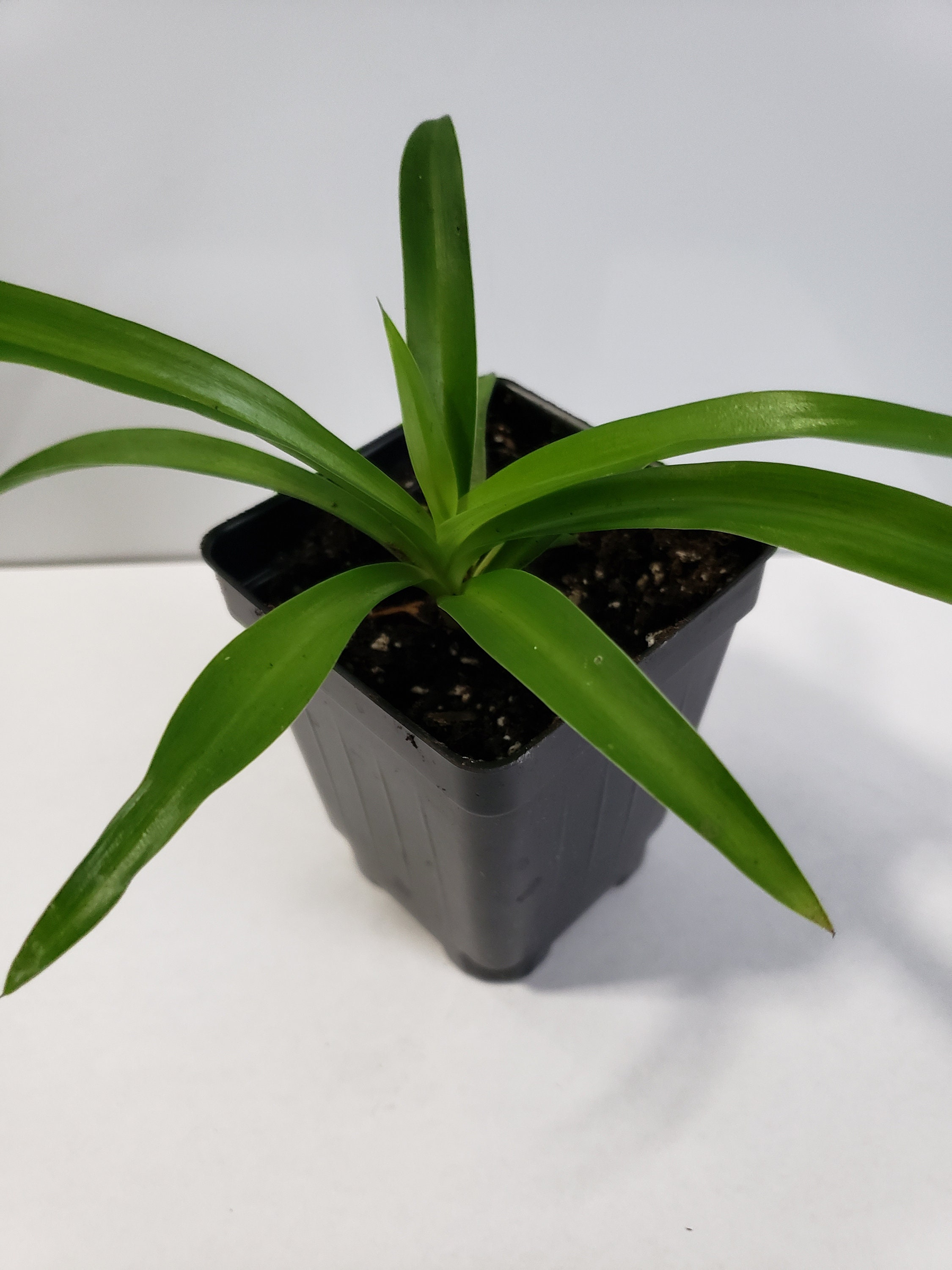 Spider Plant babies Without variegation in 3 pot Etsy