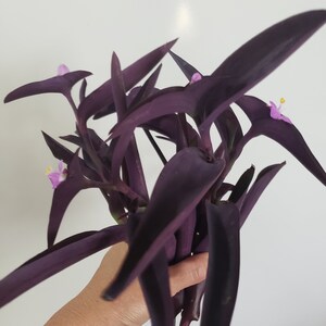 Purple Heart Tradescantia Cuttings - 5 stems