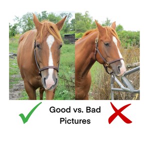 May include: Two photos of a brown horse with a white star on its forehead. The horse on the left is standing in a field with its head held high. The horse on the right is looking at the camera with its head down and its mouth open. The photo on the left is a good example of a photo, while the photo on the right is a bad example of a photo.