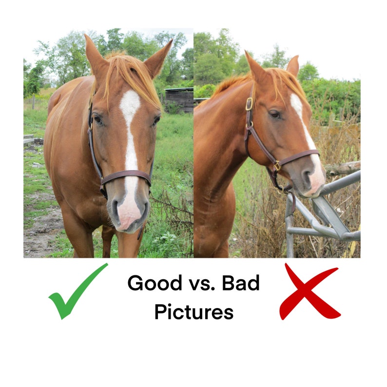 May include: Two photos of a brown horse with a white star on its forehead. The horse on the left is standing in a field with its head held high. The horse on the right is looking at the camera with its head down and its mouth open. The photo on the left is a good example of a photo, while the photo on the right is a bad example of a photo.