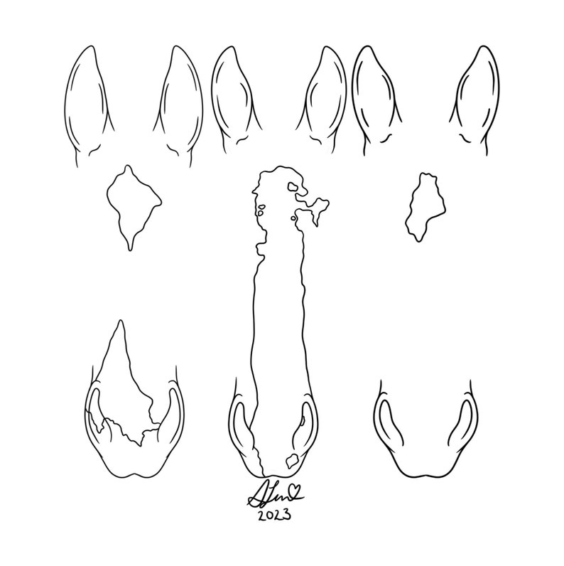 May include: Line drawing of a horse's head with a focus on the ears and nostrils. The drawing is in black and white and is on a white background.