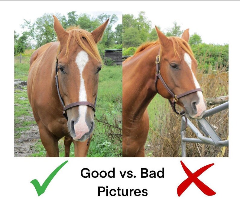 Puede incluir: Dos fotos de un caballo marr&oacute;n con una estrella blanca en la frente. El caballo de la izquierda est&aacute; de pie en un campo y mirando directamente a la c&aacute;mara. El caballo de la derecha est&aacute; mirando hacia otro lado y est&aacute; de pie cerca de una valla met&aacute;lica. La foto de la izquierda est&aacute; etiquetada como "Buena" y la foto de la derecha est&aacute; etiquetada como "Mala".