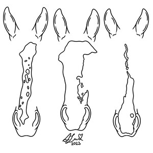 May include: Line drawing of a horse's head with different views of the ears and nostrils. The drawing is in black and white and includes the signature "A.Hud 2023".