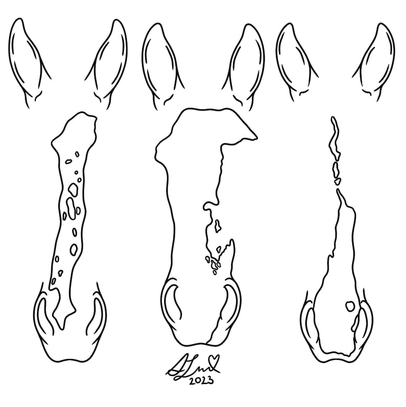 May include: Line drawing of a horse's head with different views of the ears and nostrils. The drawing is in black and white and includes the signature "A.Hud 2023".