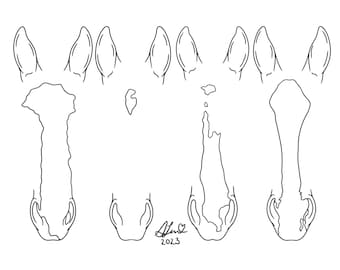 Custom Line Art | Horse/Donkey Outlines| Digital Illustration | Custom Portrait | Digital Document ONLY
