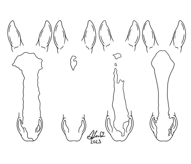 May include: Line drawing of a horse's head, showing the different shapes of the ears and nostrils. The drawing is in black and white.