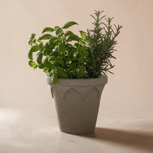 May include: A gray, decorative flower pot filled with fresh basil and rosemary. The pot has a detailed, curved design around the top. The herbs are vibrant green, contrasting with the neutral pot and background.