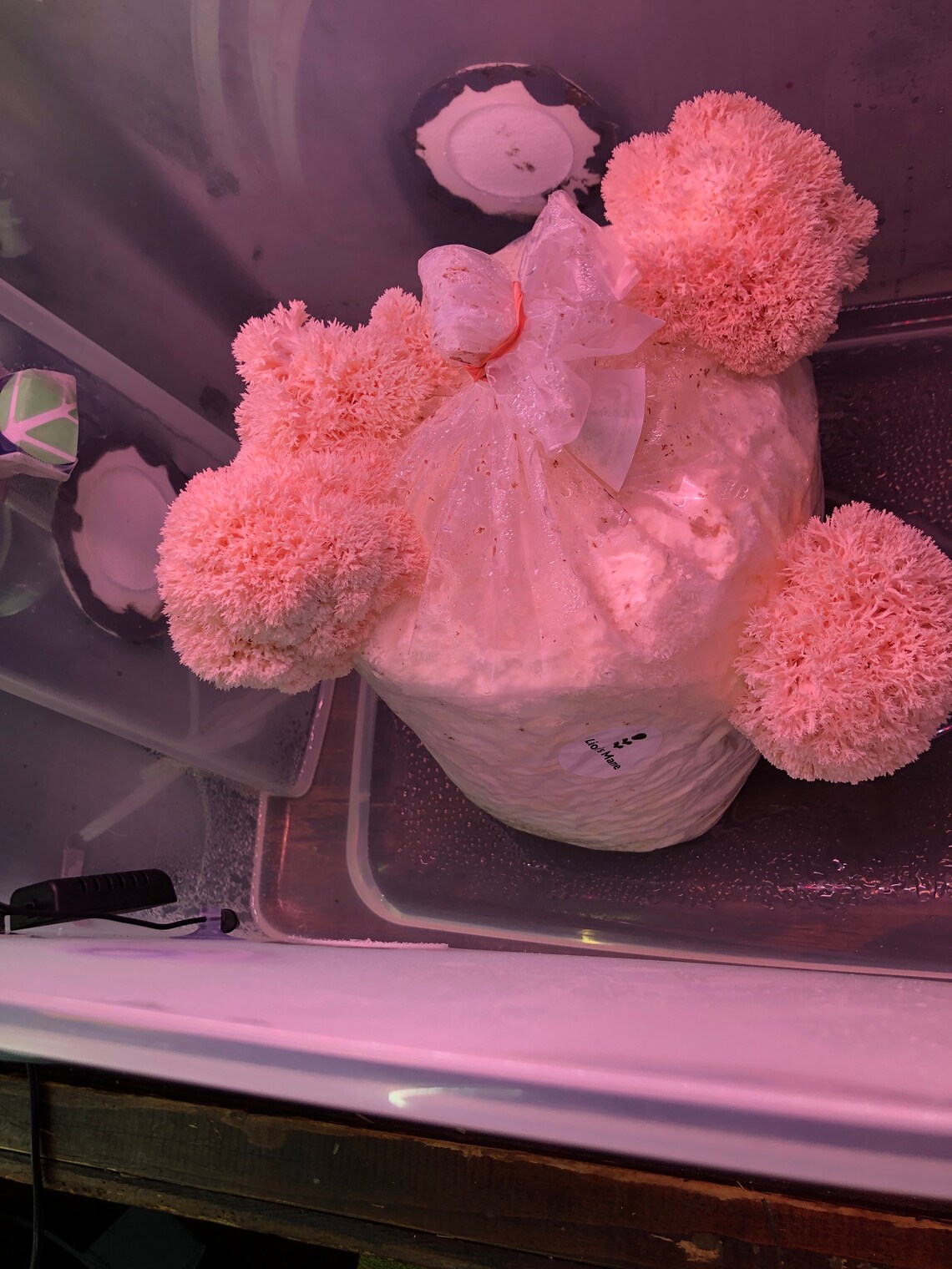 Mushroom Automated Growing Incubation Chamber Etsy