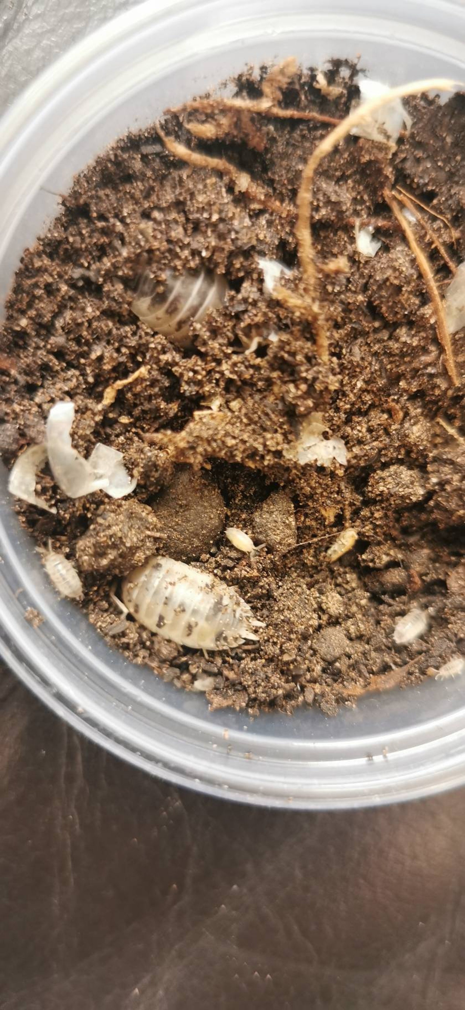 Dairy Cow Isopod Colony/Woodlice Clean Up Crew for Etsy