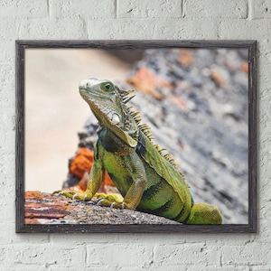 Iguana at El Morro Photograph - Puerto Rico Wildlife & Historic Fort Photography - Tropical Nature Wall Art - Old San Juan Puerto Rico