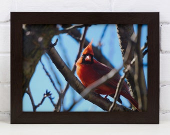 Vivid Red Cardinal Art- Red Cardinal Bird / Cardinal Wall Art / Framed Bird Art / Earth Tone Wall Art / Pop of Color / Cardinal in Tree