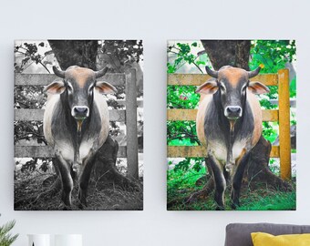 Puerto Rican Bull Photography Print – High-Contrast or Full Color