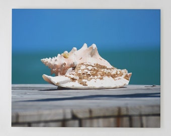 Dominican Republic Seashell Photograph – Coastal Wall Art
