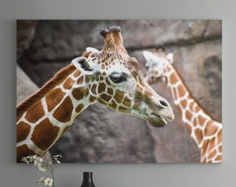 Könnte beinhalten: Ein Foto von zwei Giraffen, eine mit dem Kopf zur Seite gedreht und in die Kamera blickend. Die Giraffen befinden sich in einer natürlichen Umgebung mit einem felsigen Hintergrund.